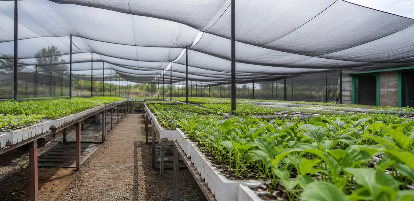Representative view of seedling trays in a professional shade-net nursery