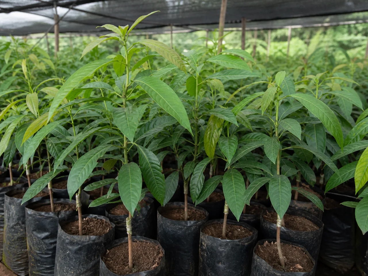 Representative young avocado plants under nursery shade