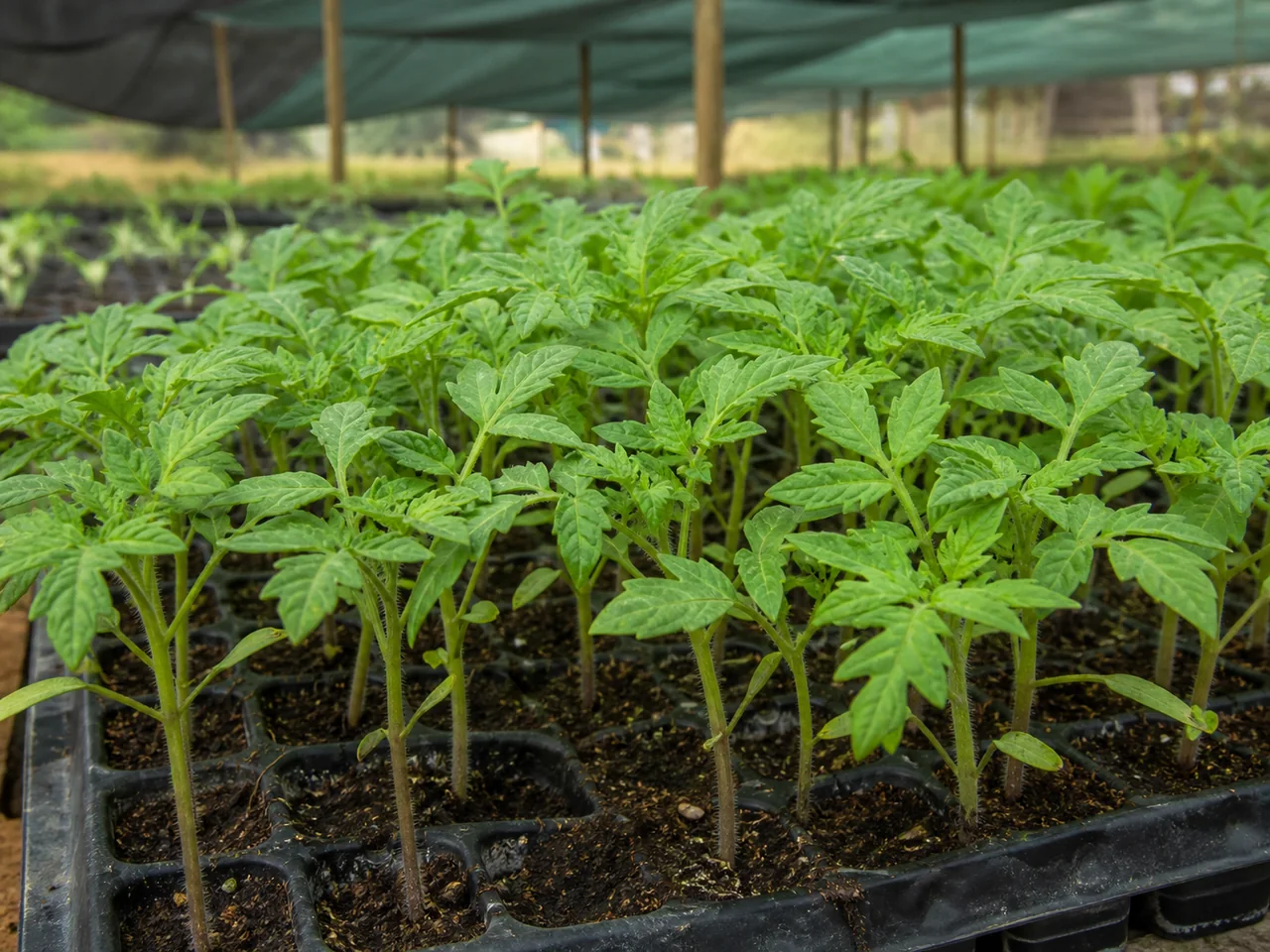Representative tomato seedlings in propagation trays